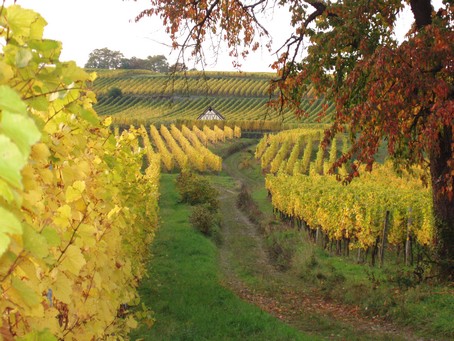 Vignoble de Dorlisheim,  15 min   pied du gte